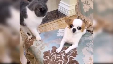 Cute Dog With Cute Cat 🐈😻