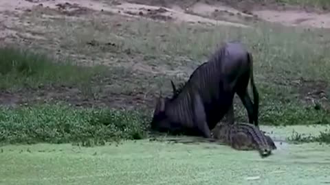 Intense battle between crocodile and gazelle