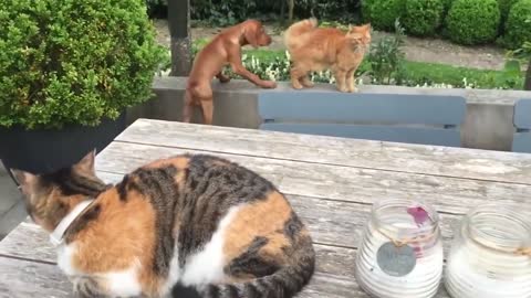 😺 Cat Protect His Dog Friend