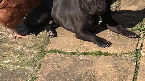 Chickens Massaging French Bulldog