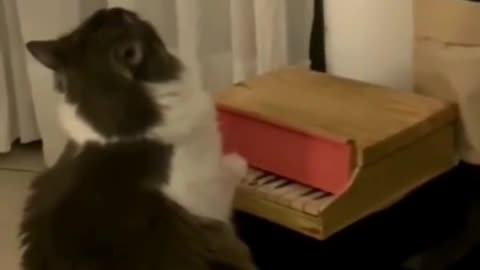 Cat playing the piano, all that was missing lol