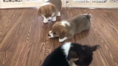 Cute corgi puppy sneak attacks siblings for snack bone!