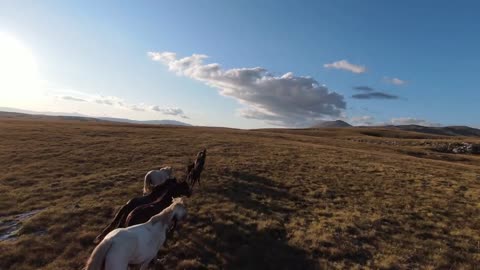 Aerial FPV drone shot of a chasing and flying close around herd of wild horses