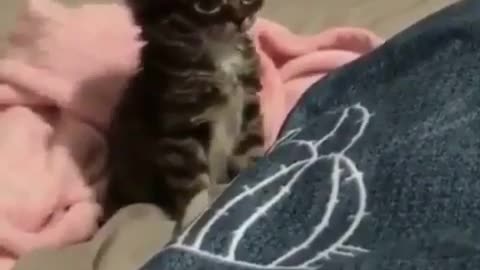 Beautiful kitten and song 😍😍🥰🥰