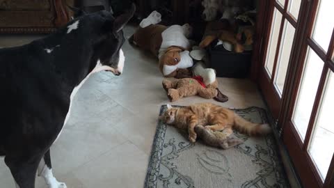 Great Dane sings to kitten playing with her toy