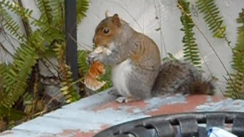 Squirrel eats the rest of a cupcake