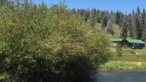 Moose at Play in Montana