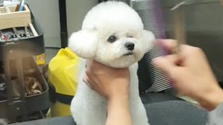 Cute little puppy gets fresh new haircut