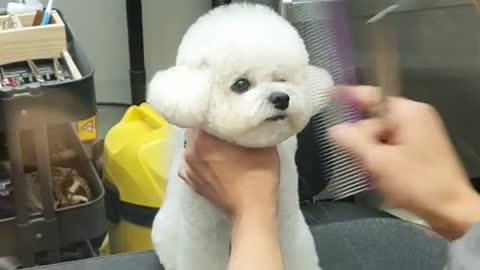 Cute little puppy gets fresh new haircut