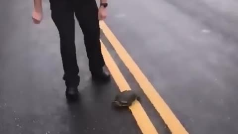 Turtle Wasn’t Messing With the Police