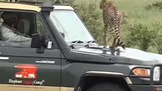 Cheetah jumps into a safari vehicle-masai Mara #shorts #wildlife