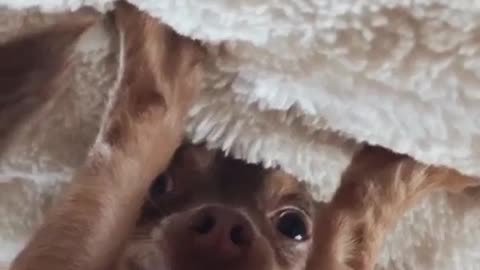 Up side down, funny dog