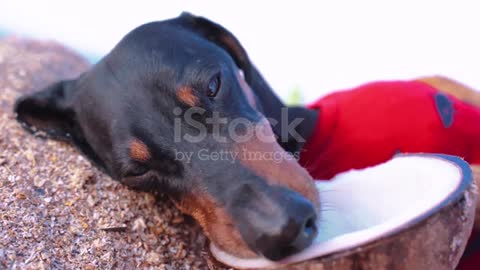 💗Cute dog , black and tan, rinking a coconut cocktail at the beach sea on summer vacation #10💗