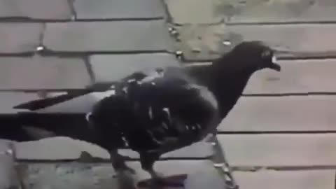 Pigeon jackson