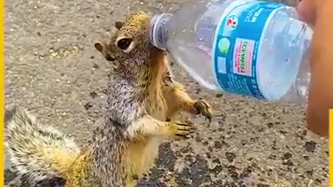 Thirsty Squirrel Asks Water From Human Carrying Water Bottle