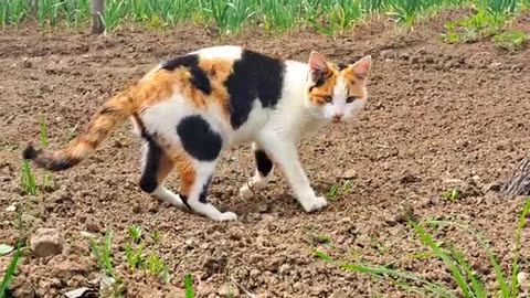 After the pregnant cat toileted, she covered herself with soil.