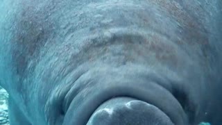 Silly manatee swims right into aquarium glass