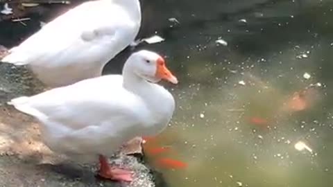 Several white swans