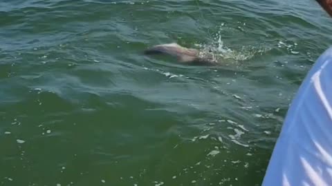 2021 Cobia fishing in the Chesapeake Bay.