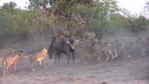 Amazing wild Animals Attacks