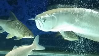 Big and calm brazil arowana