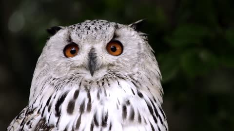 The strangest owl and the most beautiful looks