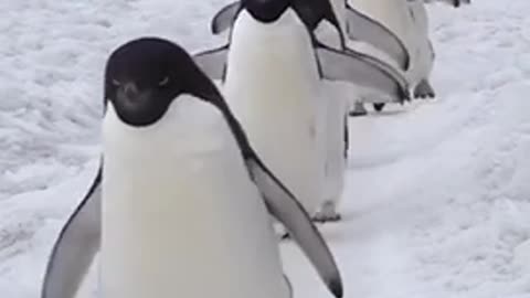 Adélie penguin