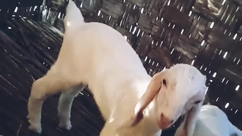 beautiful white goat is breastfeeding