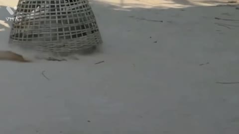 Dog locked up in basket funny shot video // frank बंद टोकरी में कुत्ता