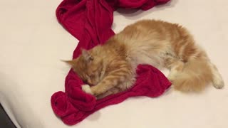 Cat makes love to her red blanket