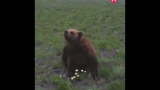 Love how the mother bear protects her babies 😍
