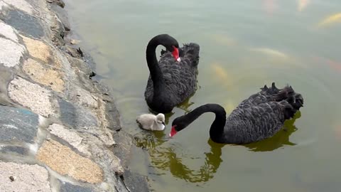 Baby Black Swan