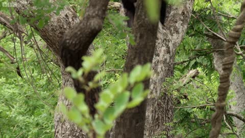 Chimpanzees Attack Young Male | Life Story | BBC