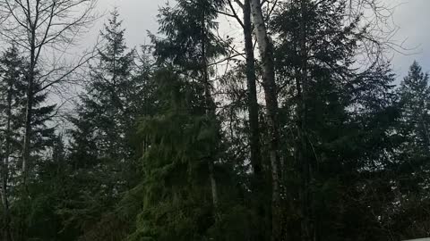 Tree cut and falling