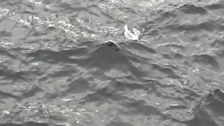 Rescuing a Seagull