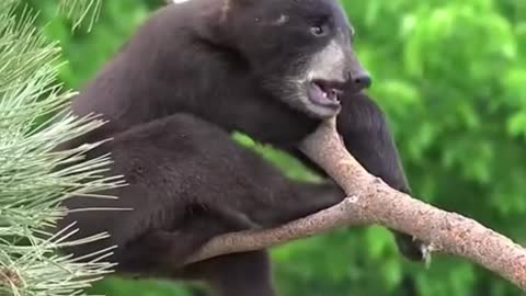 Bear cub playing in forest