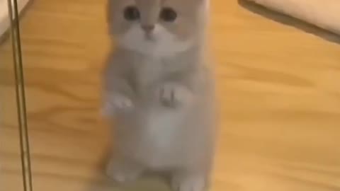 Cat😍😍😍_ cute cats. cute cat videos