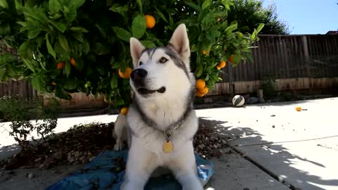 HOW TO STOP STUBBORN HUSKY FROM RUNNING OUT FRONT DOOR/JUMPING ON COUCH! *Dog Care Training Mat*