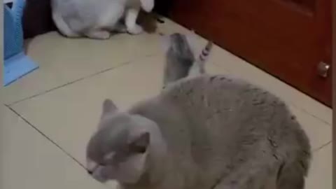 Funny cat fight