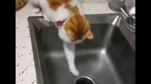 Cat and Dog Funny Fighting