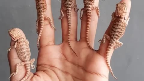 Guy Decorates his Hand With One Lizard on Each Finger