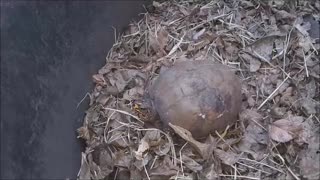 Old Box Turtle Wakes From Hibernation ^_^