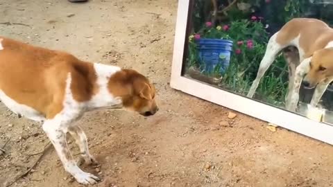 Dog is very unhappy when he sees his real face through the mirror