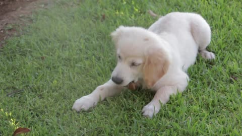 Golden retriever eating a snack animal video