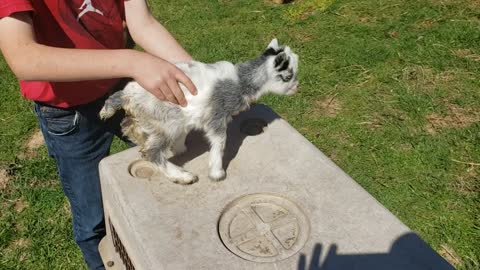 Baby goats has scours!