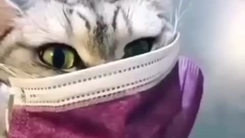 See the cat fanny super cute video.