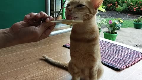 My Cat Loves Ice Cream