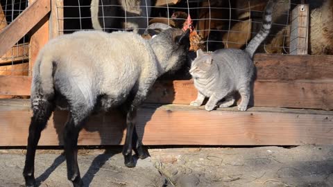 Desi, the barn cat, with Remus and Aleen, our Shetland sheep