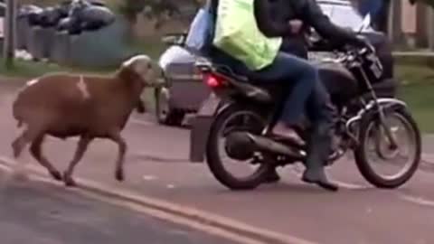 Demonic Goats terrorizing people on the Street #shorts