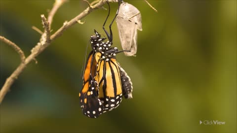 Butterfly Life Cycle